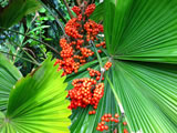Palm Berries